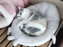 -宠颐生动物医院·小陆分院