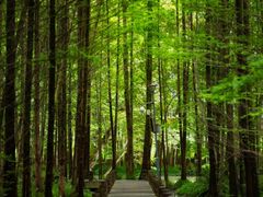 -桤木河湿地公园