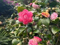 -深圳仙湖植物园
