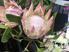 -重庆市江北嘴中央商务区中央公园