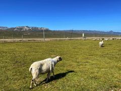 -祁连山草原