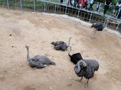 -西霞口神雕山野生动物世界