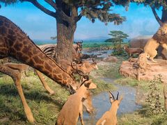 -国家自然博物馆