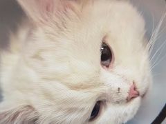 -瑞派康怡24h宠物医院·犬猫医疗中心·微创绝育(瑞景分院)