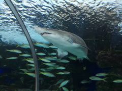 -瑞普利水族馆