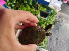 -清平路水族市场