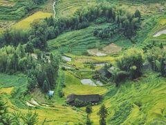 -紫鹊界梯田景区