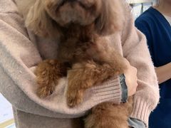 -博特宠物医院24h犬猫全科.骨科·异宠