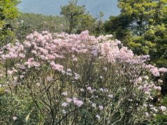 -梧桐山风景名胜区