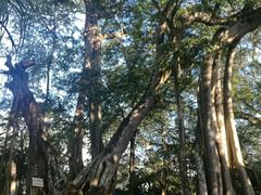 -瑞丽独树成林风景区