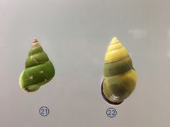 -青岛贝壳博物馆