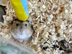 -怪兽屋·羊驼·猫咖·狗咖(俊华广场店)