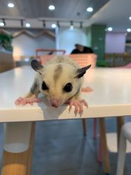 -Moni星球萌宠·小马宝莉·灵蛇·高端高阶全萌宠互动体验俱乐部(红豆国际广场店)