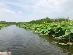 -荷塘月色湿地公园·向阳花洲