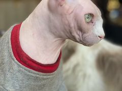 -藏猫猫咖啡主题馆(中央大道店)