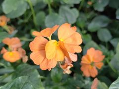 -国家植物园南园