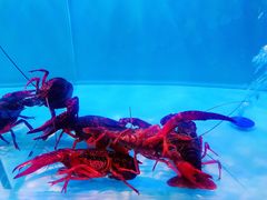 -虾弄弄海派小龙虾·牛羊蝎子火锅