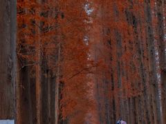 -黄海国家森林公园