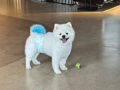 -百好乐宠物友好餐厅(朝外大街店)