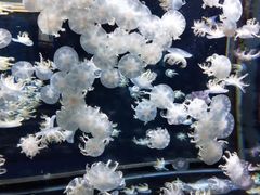 -太平洋海底世界