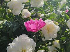 -长春公园(普阳街道)