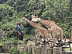 -广州长隆野生动物世界