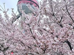 -东方明珠广播电视塔