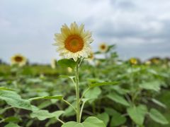 -花开海上生态园