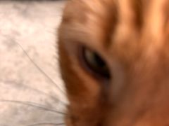 -肥仔文澳门猪骨煲(南京西路店)