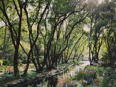 -上海共青森林公园