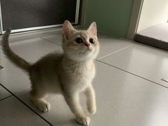 -东方名猫馆·英短金渐层布偶猫舍(环线广场1号楼店)