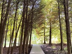 -溱湖国家湿地公园