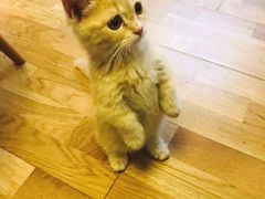 -猫头鹰照相馆(国贸店)