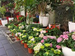 -溪岸路花鸟市场