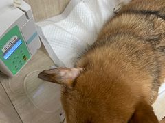 -北京观赏动物医院·24小时大型综合·猫专科·异宠专科