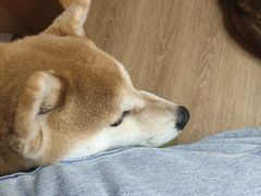 -是阿柴呀！柴犬咖啡·爱喵喵猫咖