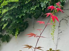 -何记面馆(龙泉山店)