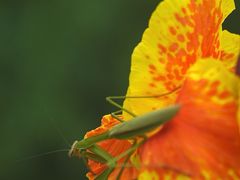 -国家植物园南园