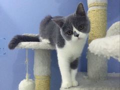 -喵的天空名猫咖啡馆·撸猫·猫舍·用品