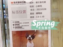 -屋虎猫馆(宝安大仟里店)