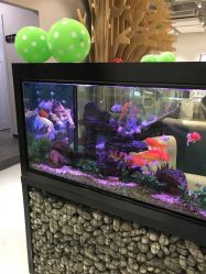 -可爱多国际儿童摄影会馆(龙泉店)