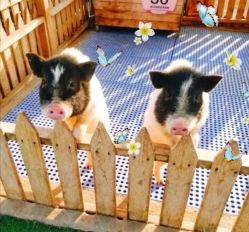 -萌宠亲子动物乐园(槐房万达店)