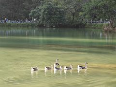 -靖西鹅泉风景区
