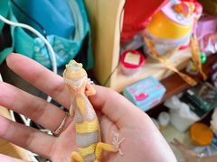 -酷以爬仙阁实体爬宠店·守宫·蜥蜴·专业繁育