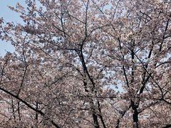 -顾村公园