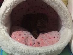 -宠颐生中康贝怡动物医院