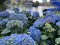 -荔湾湖公园