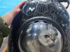 -伟伟宠物医院·CT影像中心·瑞派犬猫综合性门诊(汉口总院)