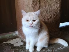 -猫猫幼稚园·撸猫·桌游·电玩