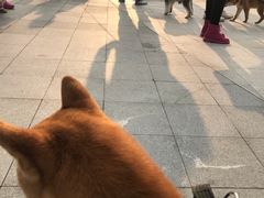 -瑞鹏宠物医院·眼科·皮肤·中兽医(大悦城分院)